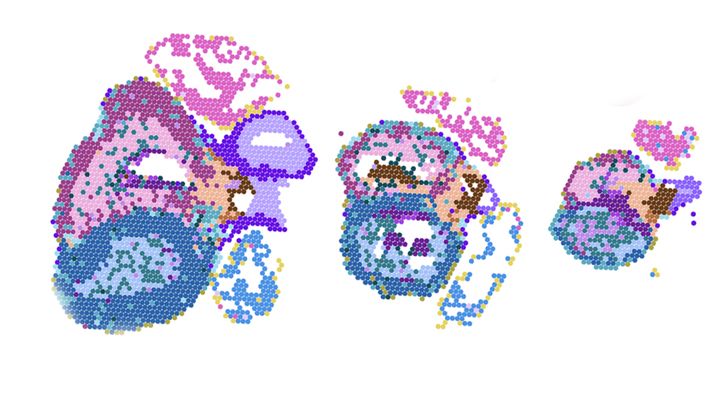 A visualization of molecular data generated from three distinct points in time during fetal heart formation.