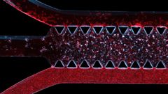 A partial view of the prenatal brain model: a microchip consisting of three channels with human cells.TOP, the ventricular channel; MIDDLE, the sub ventricular zone with neural stem cells and glia; BOTTOM, the blood vessel channel. Each channel is about 1 cm long.