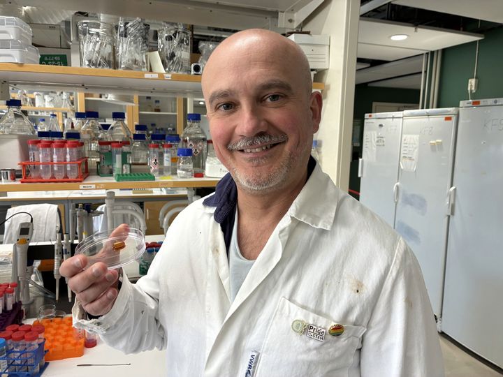 Francisco Vilaplana with a sample higher fiber gel made entirely from wheat. The study marks the first time wheat gluten protein—rather than animal-based protein—has been successfully incorporated into bran-based hydrogels