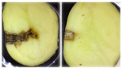 A comparison of two potatoes inoculated with Phytophthora infestans. Seven days after inoculation, the untreated potato (left) shows the characteristic late blight symptoms, while the potato treated with the peptide CS5 (right) shows no symptoms.