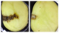 A comparison of two potatoes inoculated with Phytophthora infestans. Seven days after inoculation, the untreated potato (left) shows the characteristic late blight symptoms, while the potato treated with the peptide CS5 (right) shows no symptoms.