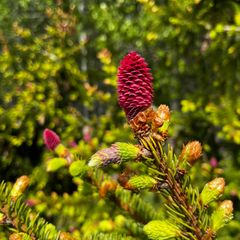 A new genetic study provides a step toward understanding the reproductive process of one of forestry's key species, the Norway spruce.