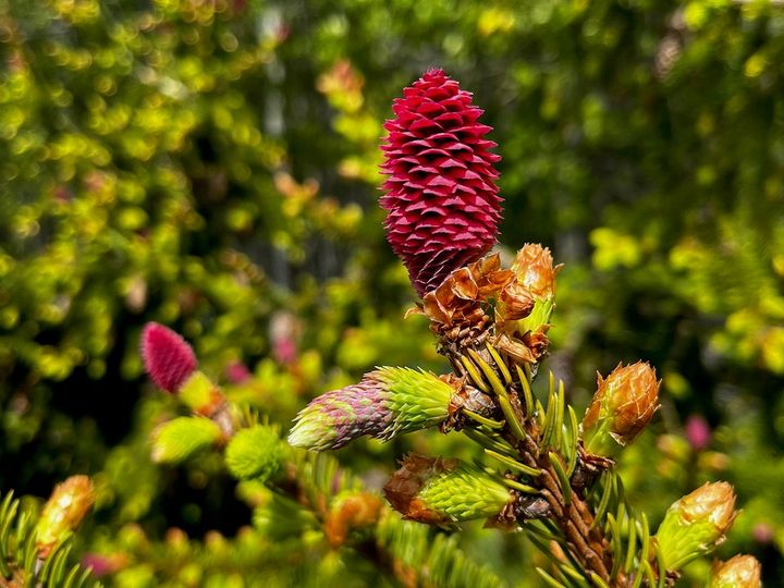 A single spruce bud can take two very different paths: branch or cone. Researchers at KTH and SLU have begun uncovering the genetic signals that guide this decision in one of Northern Europe's most important tree species.