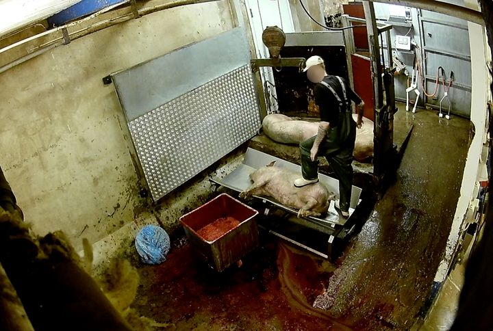 Djurrättsalliansen satte upp dolda kameror på ett KRAV-slakteri i Skåne och kunde exponera vad djuren utsattes för när personalen trodde att ingen såg på.