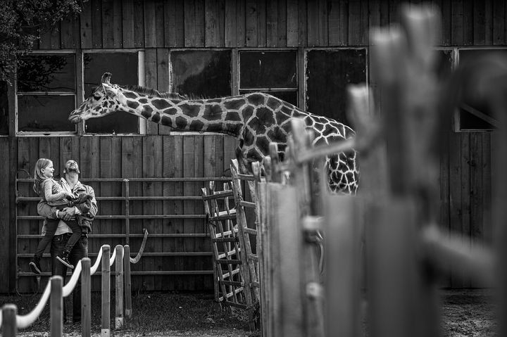 En giraff på en djurpark i Tyskland.