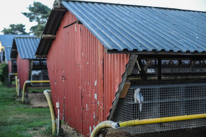 En av de minkfarmer Djurrättsalliansen dokumenterat för att ge allmänheten insyn i hur djurens verklighet ser ut på farmerna.