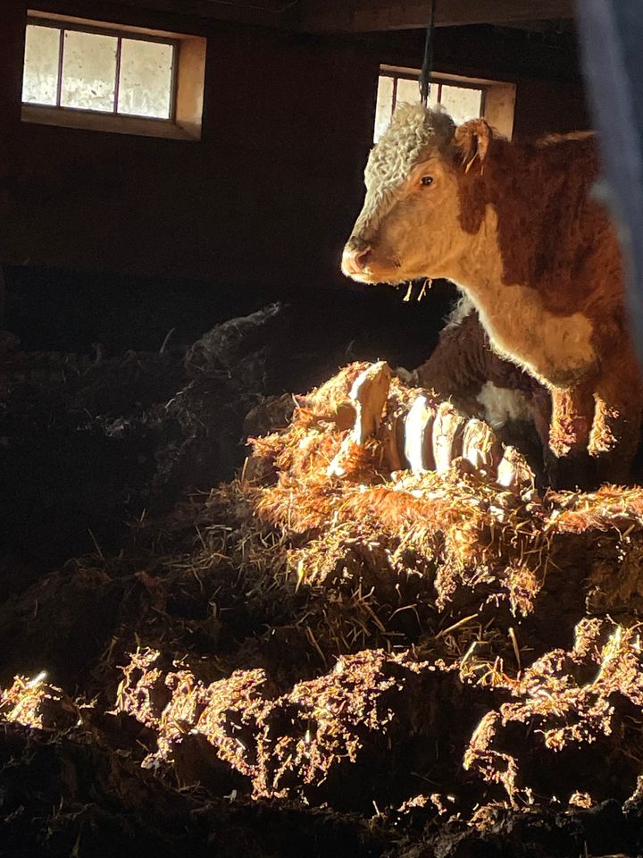 På gården gick levande djur runt bland döda kadaver som verkar legat där i olika lång tid. Genom ett hål i ladans vägg sågs en bål med revben som stack upp ur högarna av gödsel precis bredvid ett levande djur.