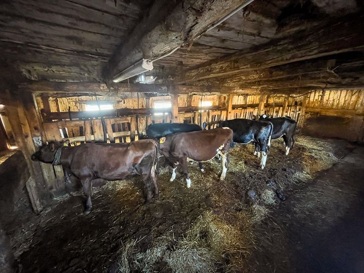 På bilden syns de uppbundna kvigorna i ladan utanför Södertälje.