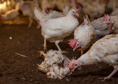 Bild från den aktuella gården, tagen av Djurrättsalliansen i april 2025.