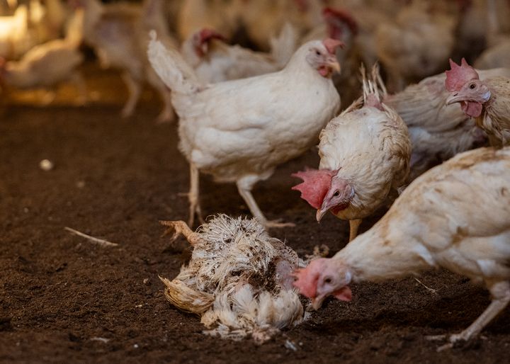 Bild från den aktuella gården, tagen av Djurrättsalliansen i april 2025.