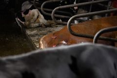 Bild inifrån Arlagården på Öland.