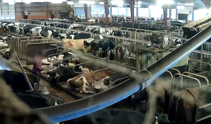 Djurrättsalliansens nytagna filmmaterial visar den brutala vardagen på en svensk Arlagård.