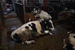 Bild inifrån Arlagården på Öland.