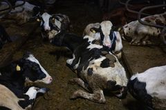 Bild inifrån Arlagården på Öland.