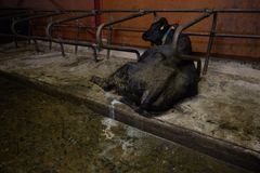 Bild inifrån Arlagården på Öland.