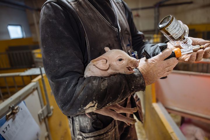En hankulting hålls fast för att få en bedövningsinjektion inför kastrering, ett rutiningrepp de utsätts för i grisfabriken för att undvika en obehaglig smak och lukt på köttet.