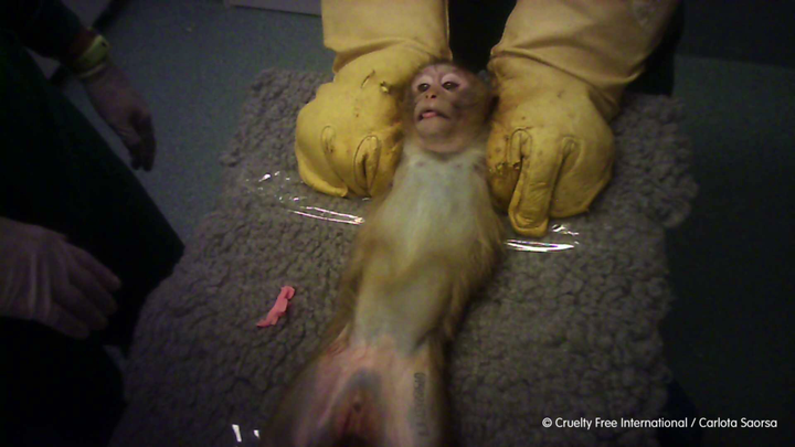 Fotot är taget på ett laboratorium i Spanien av Carlota Saorsa/Cruelty Free International. KI godkänner ingen fotografering av aporna.