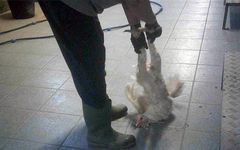 Stillbild från Djurrättsalliansens filmer tagna med dold kamera på Aviagen.