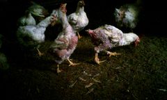 Stillbild från Djurrättsalliansens filmer tagna med dold kamera på Aviagen.