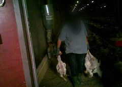 Stillbild från Djurrättsalliansens filmer tagna med dold kamera på Aviagen.