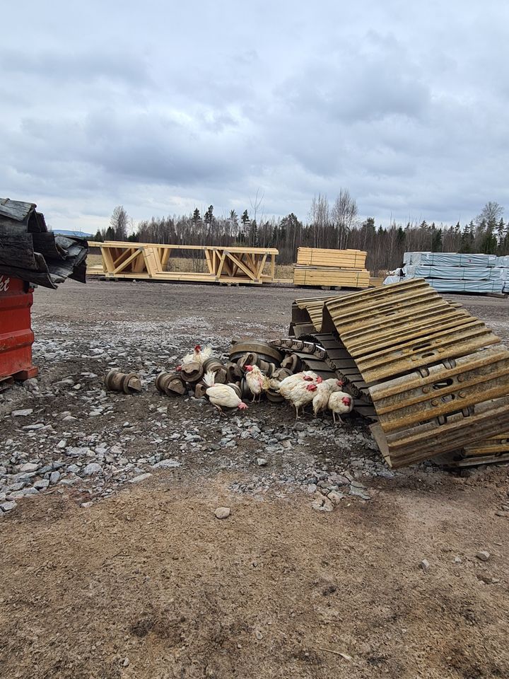 Några av de hönor som överlevde olyckan hittades vid en byggarbetsplats och fångades in för att tas till nya hem.