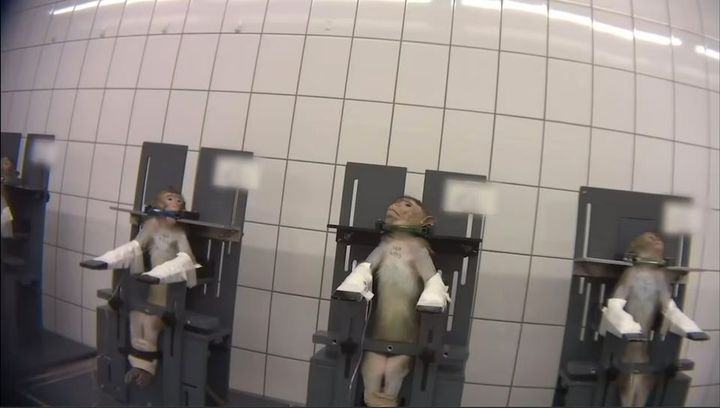 Apor i försök på ett laboratorium i Tyskland. KI tillåter ingen fotografering av aporna vid försök. Foto: Soko Tierschutz/Cruelty Free International
