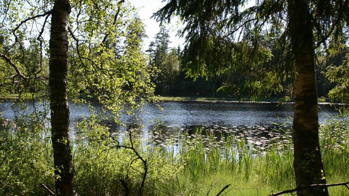 Sjö omgiven av grönskande träd och växtlighet i skogen.