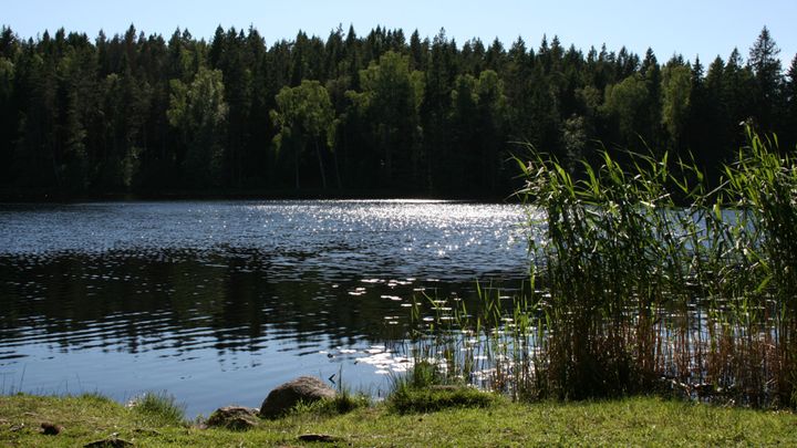 Bild av en sjö med vass i förgrunden och skog i bakgrunden under en klar himmel.