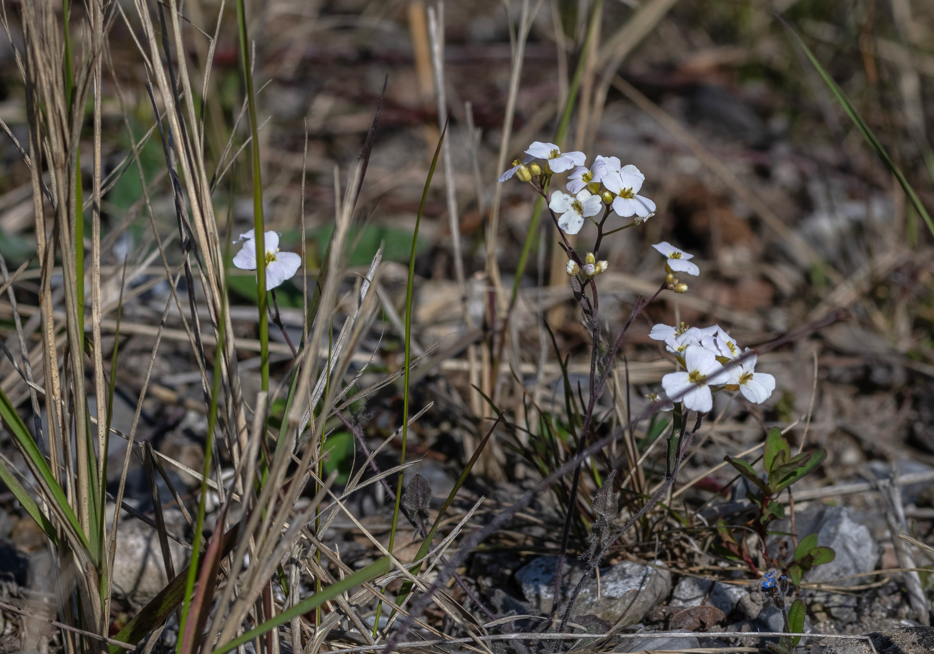 Sandsenap på Peberholm i april 2024.