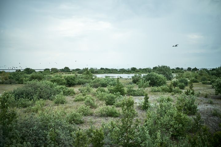 Gröna buskar och träd på Peberholm under en molnig himmel, med fåglar som flyger i bakgrunden.