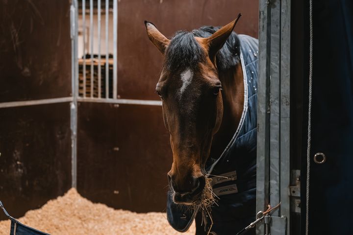 En häst står i en stallbox och tuggar på hö.