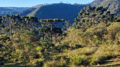 Skogsområde i Brasilien