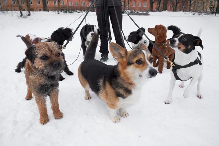 Glada hundar tack vare att hunddagiset har ordning och reda på arbetsmiljön. Nu finns en ny checklista för sällskapsdjurs-verksamhet.