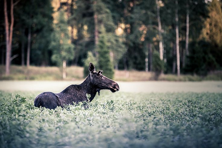 Älg i högt gräs intill skogen.