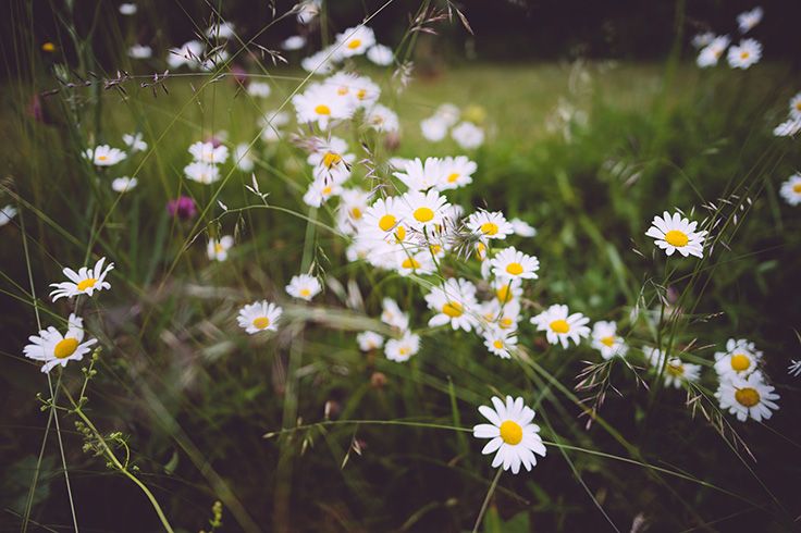 Vita blommor som växer i högt gräs.