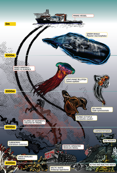 Infografik som visar de potentiella effekterna av djuphavsgruvdrift på marina ekosystem. Ej skalenlig.