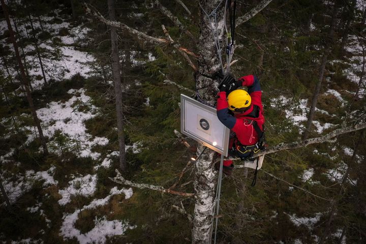 En Greenpeace-aktivist installerar ett konstverk på ett träd i en snötäckt skog.