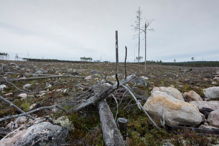 Ett svenskt kalhygge med spridda trädstammar, stenar och låg växtlighet.