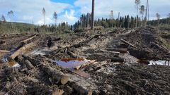 SCA-avverkning oktober 2025