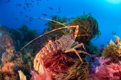 Marint djurliv vid Vema Seamount