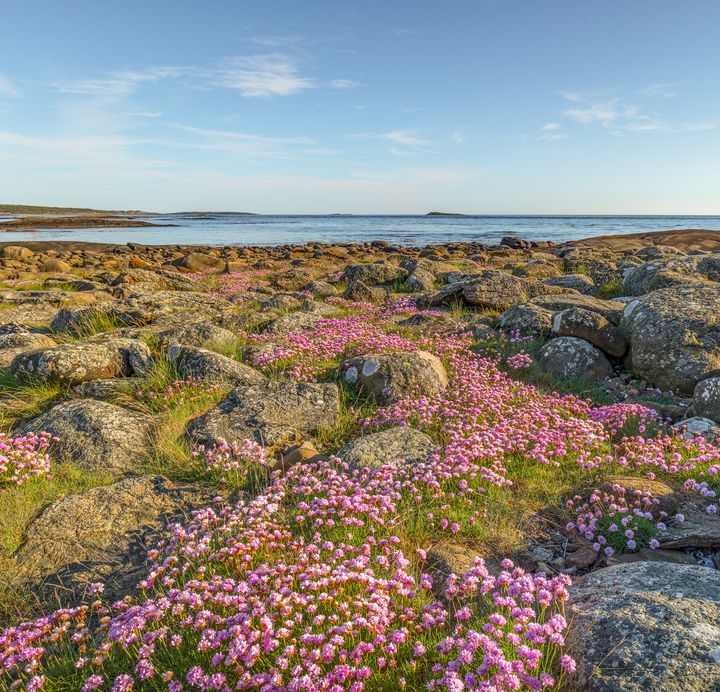 Vy över Biskopshagens naturreservat med stenar och rosa blommor vid kusten.