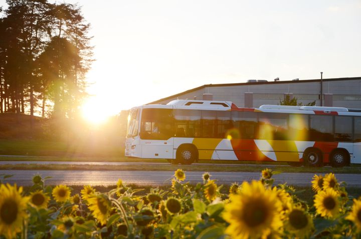 En buss i solnedgång bakom ett fält av solrosor.