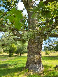 Ek med grenar täckta av mossa på en grön äng.