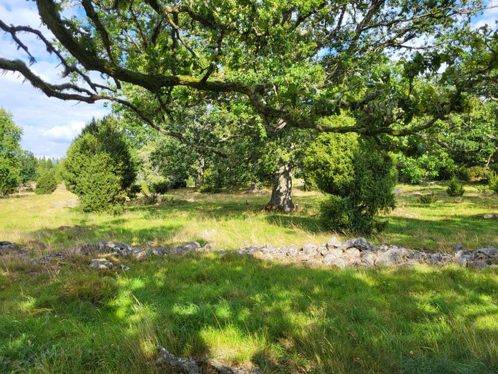 Stora ekar och öppna gräsmarker med stenar i ett naturbetesområde.