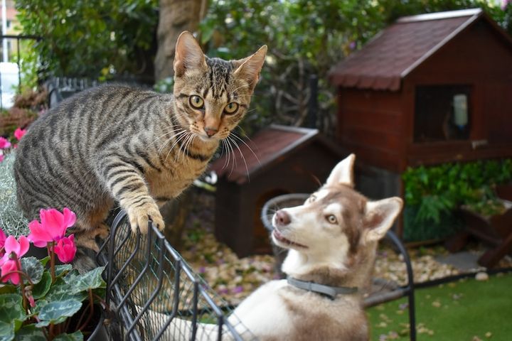 Katt sitter på stängsel bredvid en hund