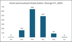 Antal salmonellasmittade katter i Sverige H1, 2024