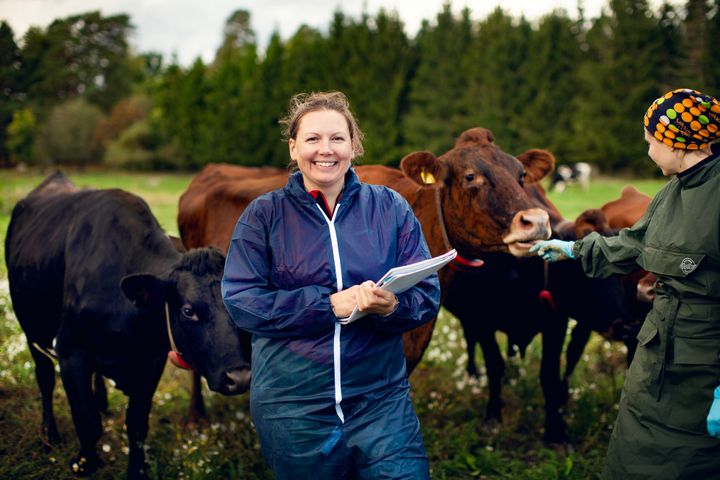Forskaren Lisa Ekman bland kossor på en mjölkgård.