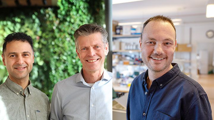 Hazem Khalaf och Torbjörn Bengtsson vid Örebro universitet har utvecklat de antivirala peptiderna PLNC8ab. Till höger Niklas Arnberg, professor i virologi vid Umeå universitet, vars forskargrupp har testat peptiderna i en avancerad modell av mänskliga luftvägar.