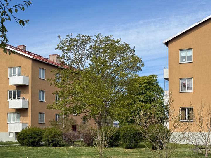 Gotlandshem har tagit fram en ny trädstrategi.