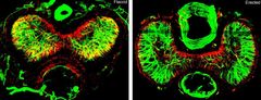 Forskningsrelaterad bild 1 Tvärsnittsbilder av en icke-erigerad (vänster) och erigerad (höger) muspenis med fibroblaster i rött. De centrala gröna fibrerna representerar de glatta muskelcellerna i penisens erektila vävnad (corpora cavernosa).